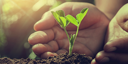 Sustainability in Indonesia