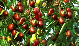 fruits on trees